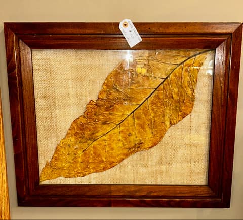 Framed Tobacco Leaf